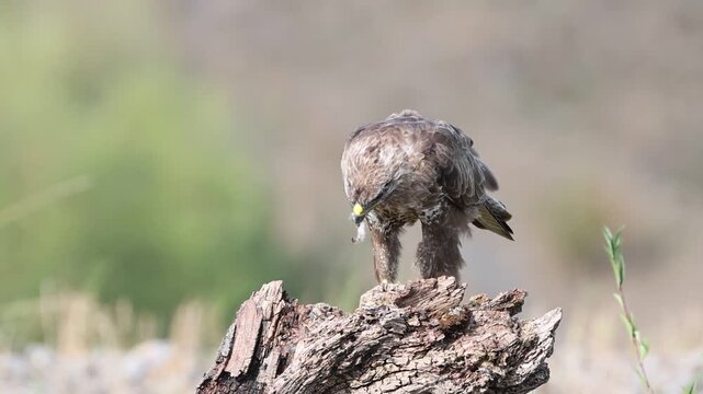 Common buzzard (Buteo buteo) Germany