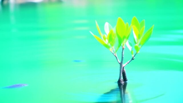 Mangrove seedling bobbing in the tide