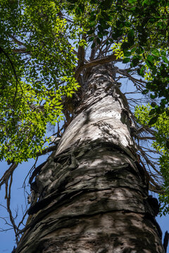 contrapicada del tronco de un &aacute;rbol alto rodeado de follaje y cielo azul