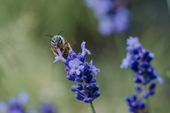 Bee collecting nectar from purple flowers in a garden