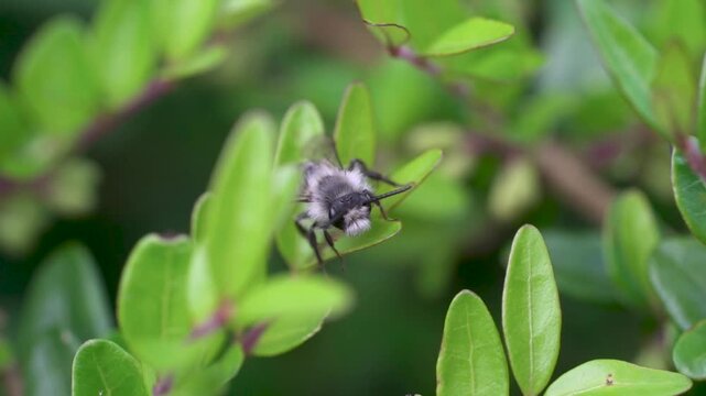 Ashy mining bee (Andrena cineraria), grey-black dusky sand bee, sitting on a leaf in a hedge, Velbert, North Rhine-Westphalia, Germany