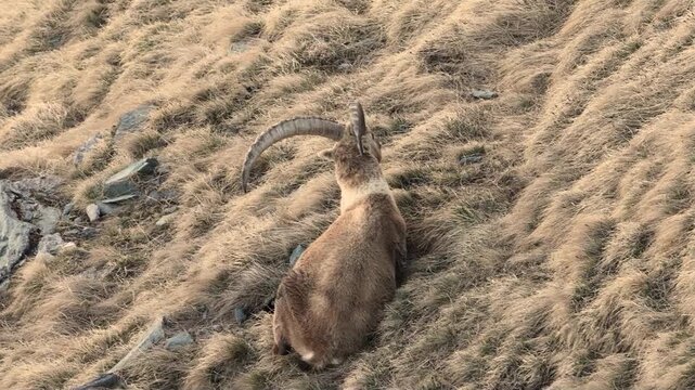 Capricorn (Capra ibex) (Capra) in winter coat in spring