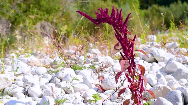 Ornamental amaranth (Amaranthus hypochondriacus) with vivid magenta upright flower plumes and reddish leaves, growing wild amid the Italian Apennine Mountains of the Lazio region