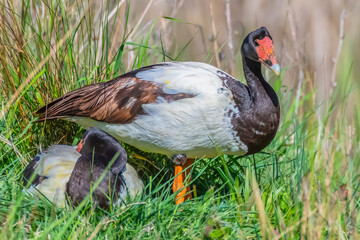 Magpie Geese Resting at the Wetlands © Merrillie