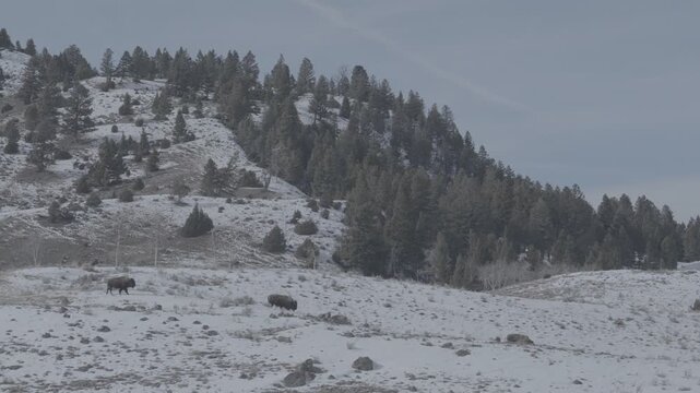 Two Bison Crossing a Snowy Plain Beneath a Pine-Covered Hill