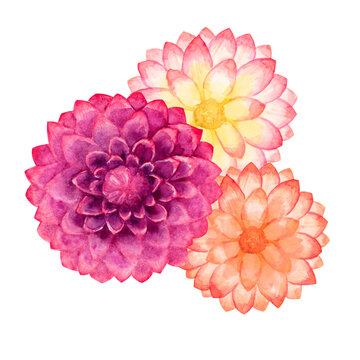 ダリア　秋の花 植物　水彩 イラスト