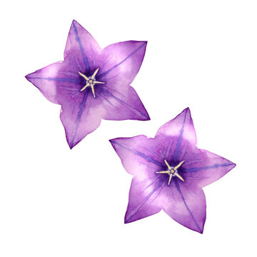 桔梗　秋の花 植物　水彩 イラスト