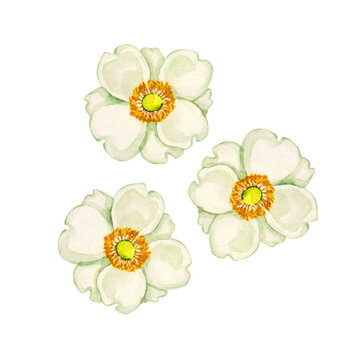秋明菊　秋の花 植物　水彩 イラスト