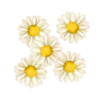 浜菊　秋の花 植物　水彩 イラスト