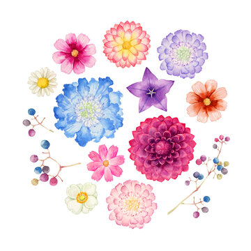色々な種類の秋の花　植物　水彩 イラスト
