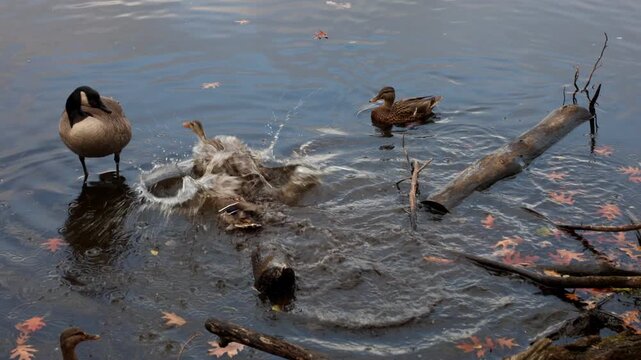 Ducks and goose swimming in autumn lake. Wild birds fighting in water.
