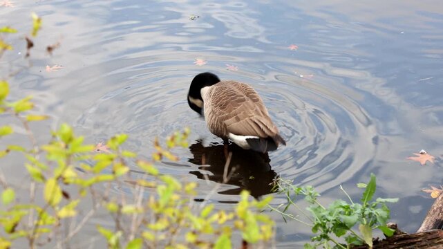 Canada goose preening feather in calm lake water.