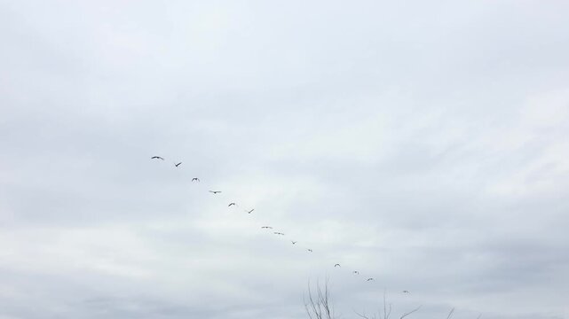 Flock of wild geese flying in formation across overcast autumn sky. Migrating birds
