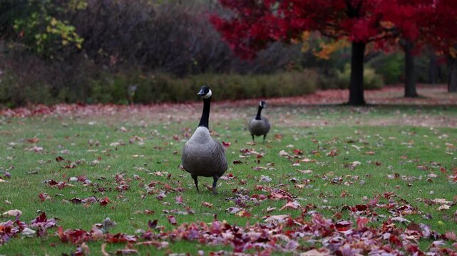 Canada geese walking on green lawn by red maple tree in park during autumn.