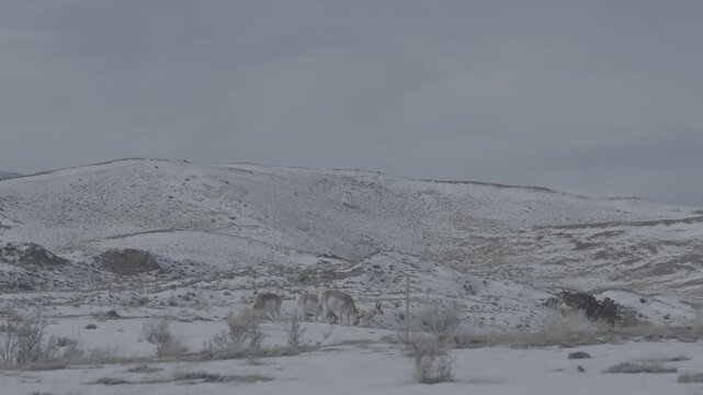 Pronghorn Grazing in a Snowy Sagebrush Flat