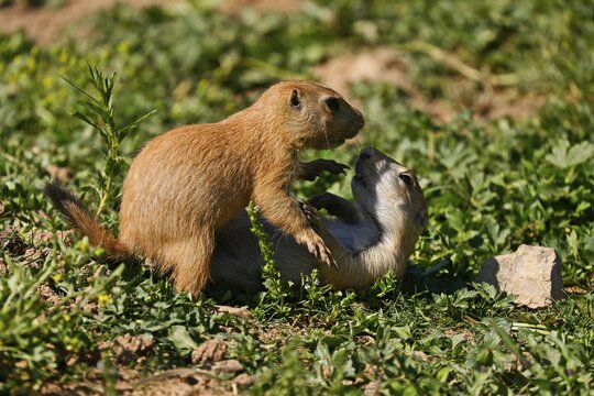 Black-tailed prairie dog (Cynomy ludovicianus) in a meadow, France