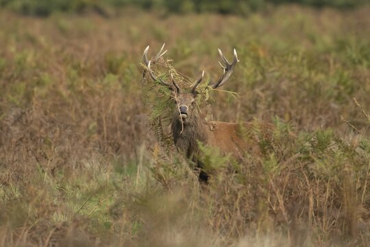 Red deer (Cervus elaphus) adult male stag during the rutting season, Surrey, England, United Kingdom