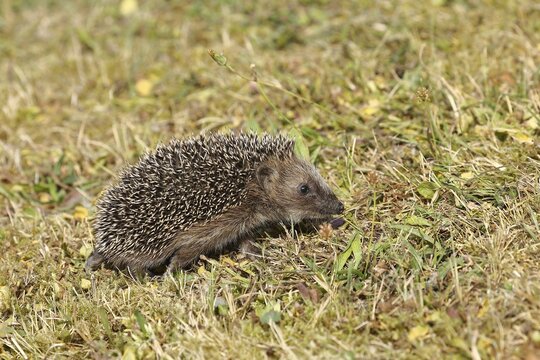 European hedgehog (erinaceus europaeus), juvenile, foraging in a meadow orchard, Wildlife, Wilnsdorf, North Rhine-Westphalia, Germany