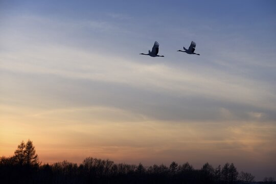Red-crowned Cranes, Japanese Cranes or Manchurian Cranes (Grus Japonensis), in flight to roost at dusk, Kushiro-Shitsugen-Nationalpark, Kushiro, Hokkaido, Japan