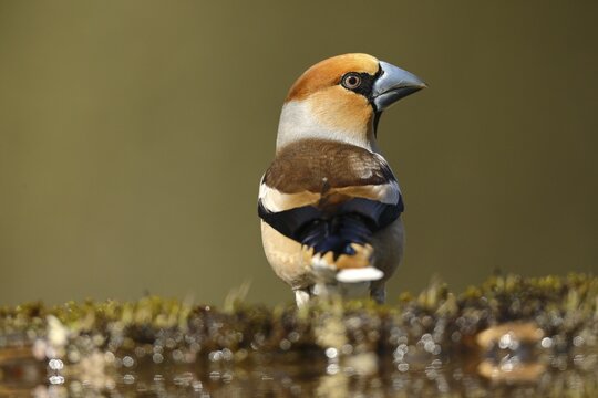 Hawfinch (Coccothraustes coccothraustes) Male, sitting at a watering hole, North Rhine-Westphalia, Germany