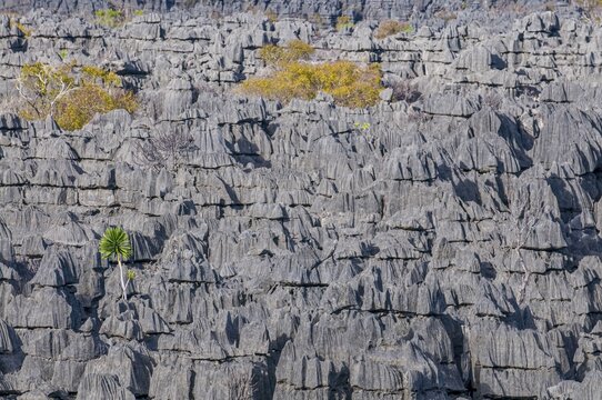 Tsingy plateau in the Ankarana Special Reserve, Madagascar