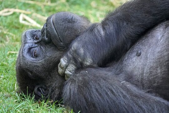 Western western gorilla (Gorilla gorilla) female, animal portrait, captive