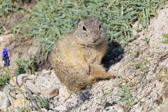 A fully grown European ground squirrel (Spermophilus citellus) grooms itself in hilly terrain on a sunny day. Austria