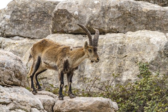Spanish ibex (Capra pyrenaica) in the El Torcal nature reserve near Antequera, Andalusia, Spain