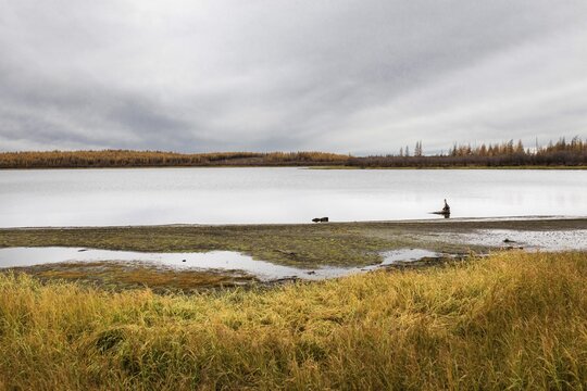 Tundra, Chersky, Yakutia, Russia