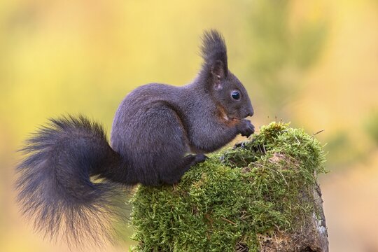 Eurasian red squirrel (Sciurus vulgaris), sitting on a mossy tree stump, Tyrol, Austria