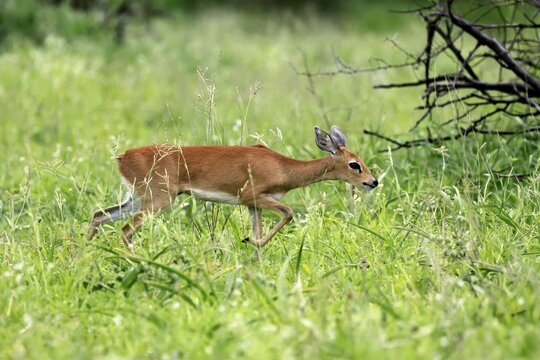 Little Rock Antelope (Raphicerus campestris), adult, male, running, dwarf antelope, Kruger National Park, South Africa