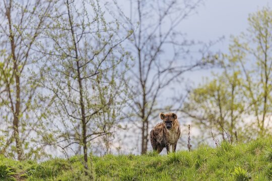 An adult female spotted hyena (Crocuta crocuta) stands on a small hill at the edge of the forest. Trees and sky can be seen in the background