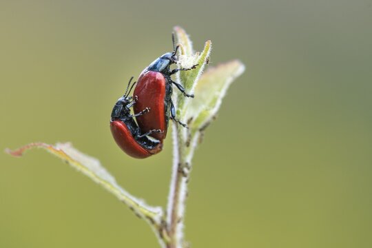 Beetles mating, Wagenfeld, Lower Saxony, Germany