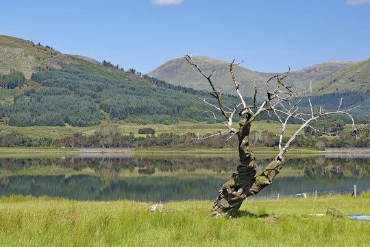 A gnarled, dead tree in front of a loch, framed by a mountainous landscape, Loch Eil, Scotland, Great Britain