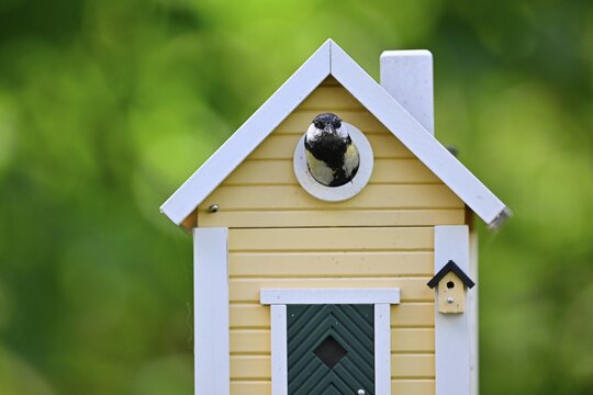 Great tit (Parus major) looking out of Swedish bird house, Stuttgart, Baden-W&uuml;rttemberg, Germany Europe