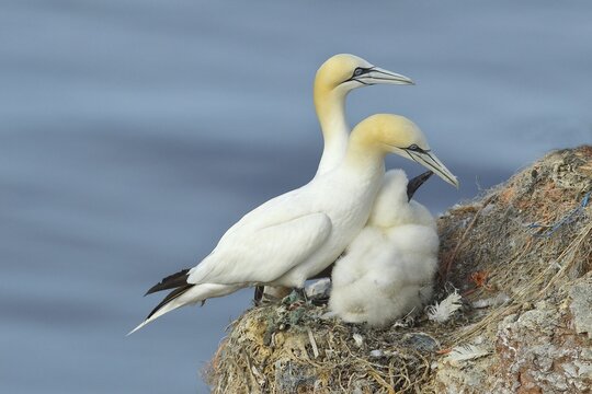 Northern gannet (Morus bassanus), pair with young at nest, Lummenfelsen, Helgoland Island, Germany