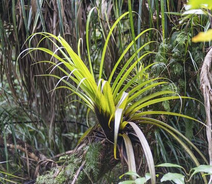 Plant, Epiphyte on tree trunk, vegetation in the Waipoua Kauri Forest, Northland, North Island, New Zealand