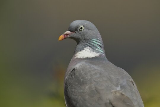Common wood pigeon (Columba palumbus), animal portrait, North Rhine-Westphalia, Germany