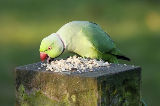 Rose-ringed parakeet (Psittacula krameri) sitting at a feeding station, wildlife, Germany