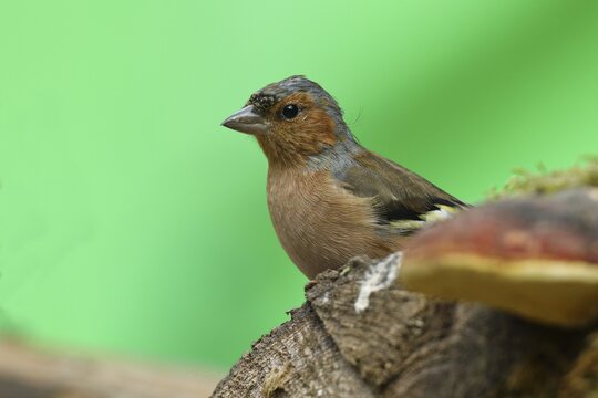 Common chaffinch (Fringilla coelebs), changing feathers, looking out behind a tree trunk, Siegerland, North Rhine-Westphalia, Germany