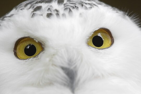 Snowy owl (Bubo scandiacus, Nyctea scandiaca), female, captive, North Rhine-Westphalia, Germany