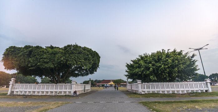 Kurrajong (Brachychiton populneus), trees at Alun-Alun Utara square in the evening, Keraton Yogyakarta, Yogyakarta, Java, Indonesia
