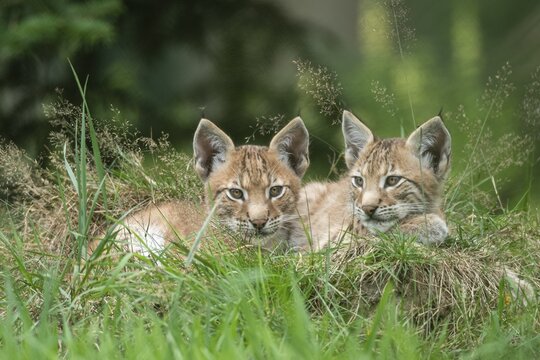 Young lynx (Lynx lynx), Haltern, North Rhine-Westphalia, Germany