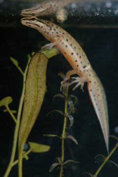 Lissotriton vulgaris meridionalis, southern smooth newt, southern pond newt, amphibians, caudata, high size, vertical format, amphibians, newts, males, newts, tailed amphibians, water newts
