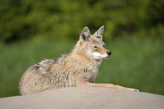 Coyote (Canis latrans), lying on a stone, captive, France