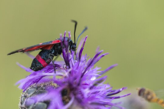 Ringed crown pea ram, billowing burnet, variable burnet moth, variable red ram, zygaena ephialtes, blood droplets, butterfly, insects, moths, moths, moths, moths, moth, butterfly, ram