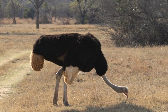South african ostrich (Struthio camelus australis) adult male bird in a savannah grassland, Limpopo, South Africa