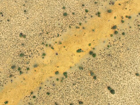 Parallel, linear sand dunes grown with camelthorn trees (Vachellia erioloba) in the Kalahari Desert. During the rainy season with green vegetation. Aerial view. Drone shot. Namibia