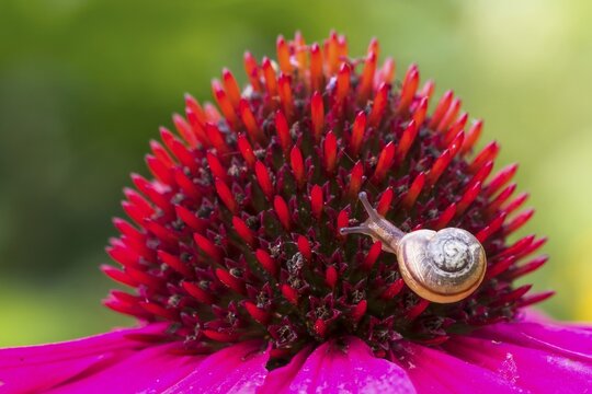 Juvenile gastropod snail on (echinacea) flower, Hesse, Germany