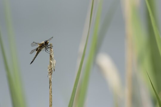 Four spotted chaser dragonfly (Libellula quadrimaculata) adult insect resting on a plant stem in a reedbed, Suffolk, England, United Kingdom